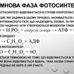 Де і як реакції темнової фази фотосинтезу перебігають