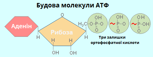 будова АТФ