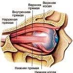 Більшу частину порожнини очного яблука займає: що це таке