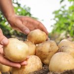 Який сорт картоплі для діабетиків підходить найкраще